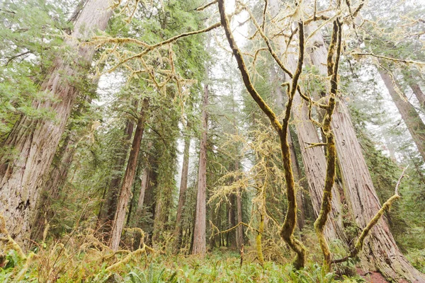 Redwood Sequoia Sempervirens Parti Erdő Vadon Redwood Nemzeti Parkban Észak — Stock Fotó