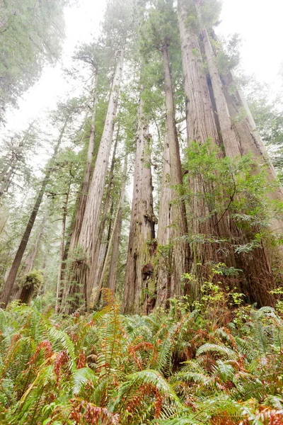 Monter Jätte Redwood Tress Sequoia Sempervirens Spår Växer Kustskog Redwood — Stockfoto