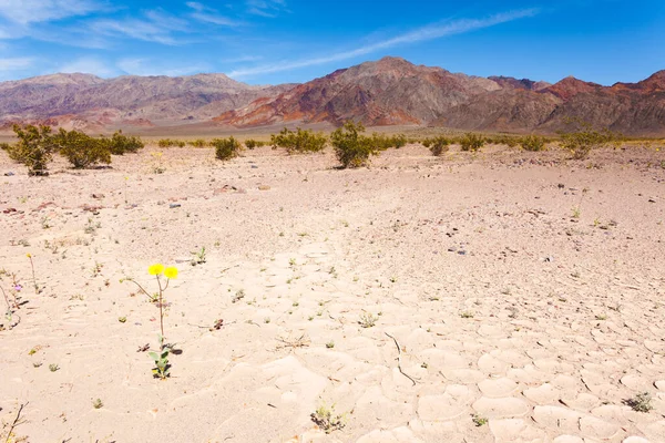 米国カリフォルニア州デスバレー国立公園内のデスバレー荒涼とした乾燥砂漠の風景のBadwater Basinに黄色の花を咲かせます — ストック写真
