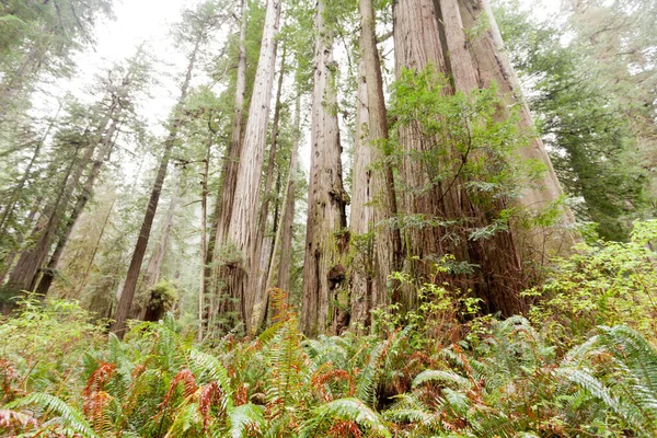 Groove Jätte Redwood Tress Sequoia Sempervirens Står Kustskog Vildmark Redwood — Stockfoto