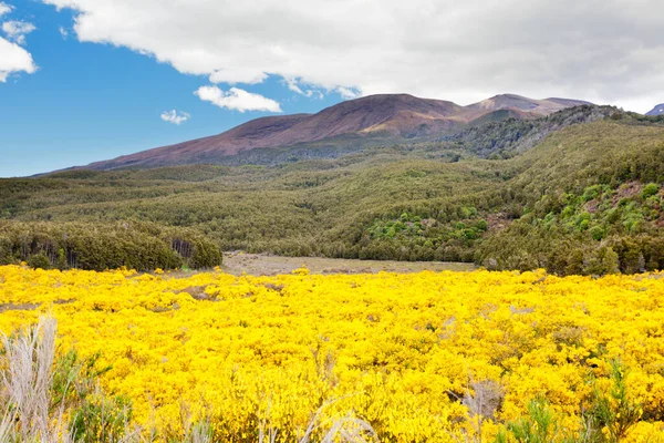 ニュージーランド北島のトンガリロ国立公園の火山フィールドの火山山の前で黄色のほうきを開花 — ストック写真