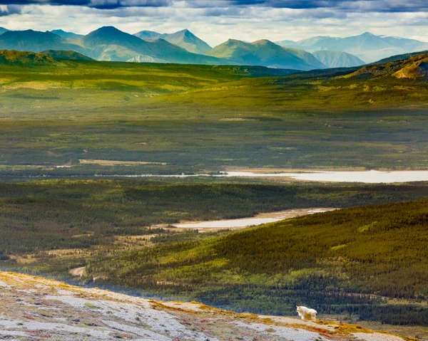 Koza Górska Rocky Mountain Oreamnos Americanus Subalpejskim Krajobrazie Gór Południowego — Zdjęcie stockowe