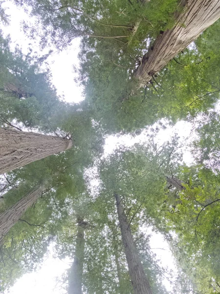 Elevando Redwood Tress Sequoia Sempervirens Redwood National State Parks Northern — Fotografia de Stock