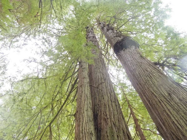 Гигантская Дресс Код Redwood Sequoia Sempervirens Национальных Парках Парках Штата — стоковое фото