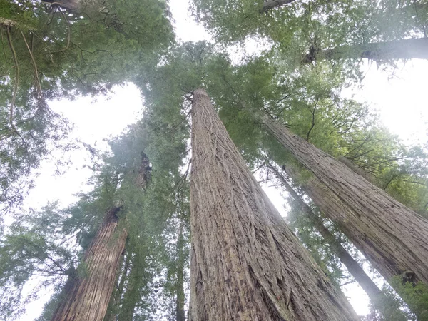 Altas Coronas Enorme Árbol Secuoyas Sequoia Sempervirens Redwood National Parques — Foto de Stock