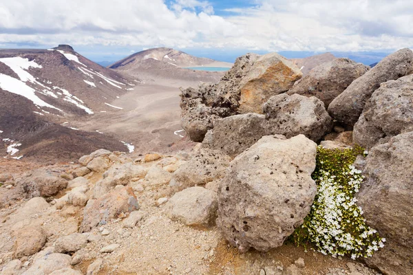 Aktives Vulkanisches Zentralplateau Mit Blühenden Blumen Und Blauem See Hintergrund — Stockfoto