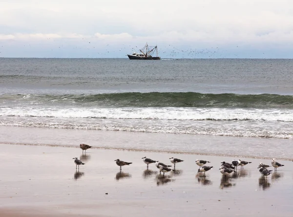 Fish Trawler Net Fishing Followed Large Flock Seagulls Sand Beach — Stock Photo, Image