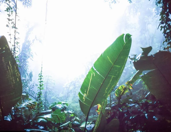 コスタリカのモンテベルデ クラウド森林保護区の山の雲の森の緑豊かな植生 — ストック写真