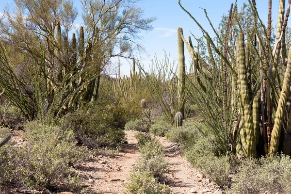 Old Mining Trail Organ Pipe Cactus National Monument Arizona Usa — Stock fotografie