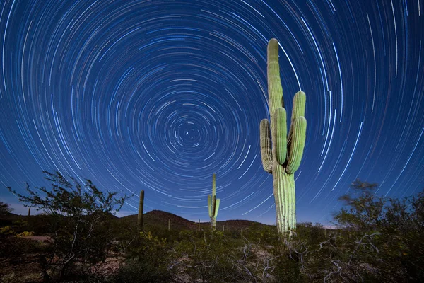 Ikonická Sonorská Poušť Saguaro Sloupcový Kaktus Carnegiea Gigantea Pod Hvězdnatou — Stock fotografie