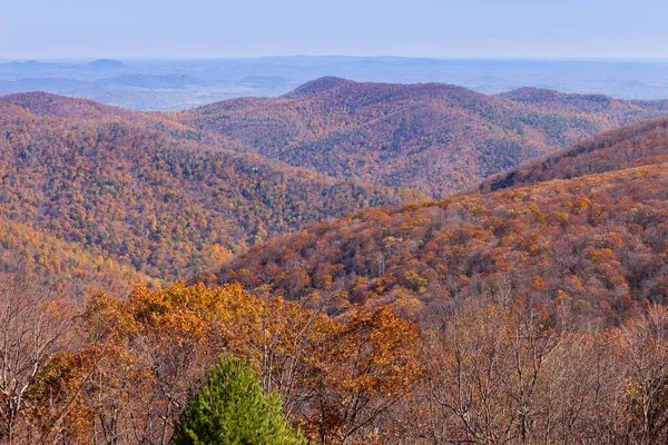 Blue Ridge Herfst Gekleurde Bos Shenandoah National Park Virginia Verenigde — Stockfoto