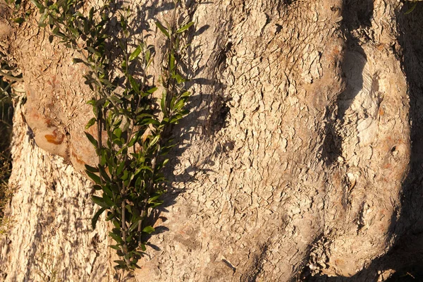 Azeitona Olea Europaea Tronco Casca Natureza Closeup Com Verde Folhas — Fotografia de Stock