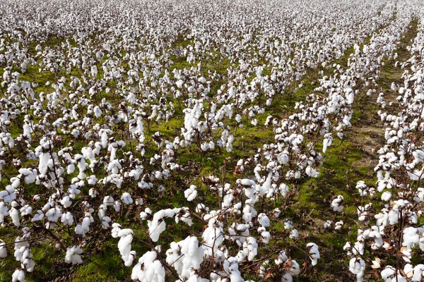 綿畑農業 ノースカロライナ州 米国で収穫する準備ができている — ストック写真