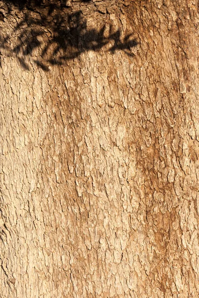 オリーブの木 ヨーロッパ 樹皮の自然背景のテクスチャパターンオリーブの葉の影 — ストック写真