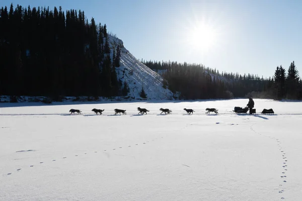 犬ぞりチーム マッシャーでそりを引く ユーコン準州での競争1000マイル国際犬ぞりレース美しいユーコン準州 カナダ 冬の雪の風景 — ストック写真