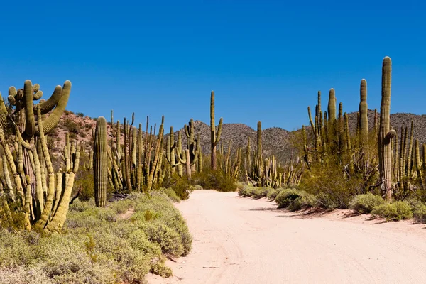 オルガンパイプ国立記念碑 アリゾナ州 米国のセニタ盆地のほこりっぽい道路 典型的なソノラ砂漠の柱状節理サボテンサガロとオルガンパイプサボテン ストック写真