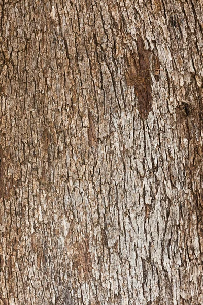 Olive Tree Olea Europaea Bark Nature Texture Background Pattern — Stock Photo, Image