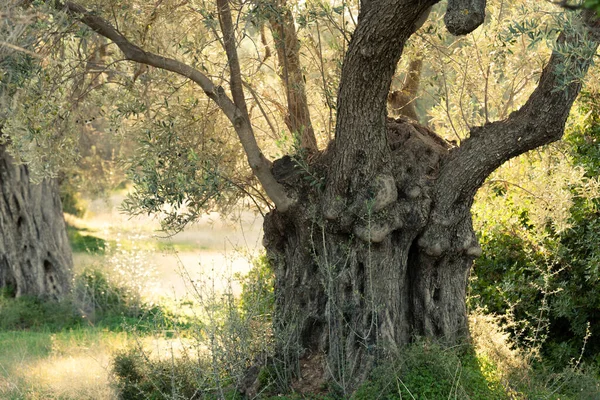 Shade Old Olive Tree Olea Europaea Groove Greek Countryside Rural — Stock Photo, Image