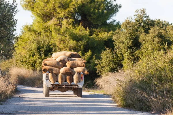 Heavy Load Sacks Filled Freshly Harvested Olives White Truck Rural — Stock Photo, Image