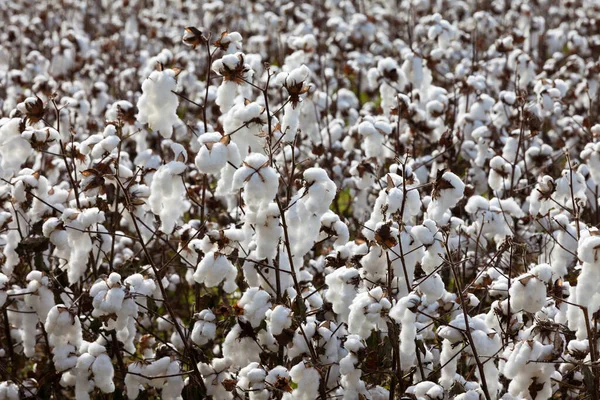 Cotton Field Agriculture Ready Harvest North Carolina Usa — Stock Photo, Image