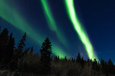 Muhteşem Kuzey Işıkları ya da Aurora Borealis ya da Kanada 'nın Yukon Bölgesi' ndeki Taiga ormanları üzerinde dans eden kutup ışıkları.