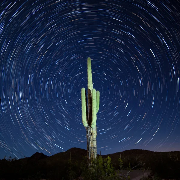 象徴的なソノラン砂漠サガロの円柱状のサボテン カーネギージガンティー 円形の星の道を持つ星空の下でアリゾナの夜空 — ストック写真