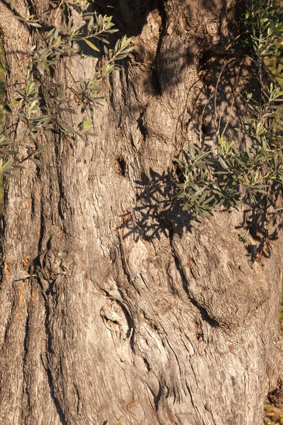 Old Olive Tree Olea Europaea Trunk Bark Leaves Branches Closeup — Stock Photo, Image
