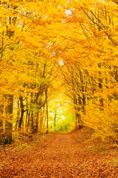 Golden Fall Daki Küçük Patikalar Farklı Yönlerdeki Yaprak Döken Orman — Stok fotoğraf