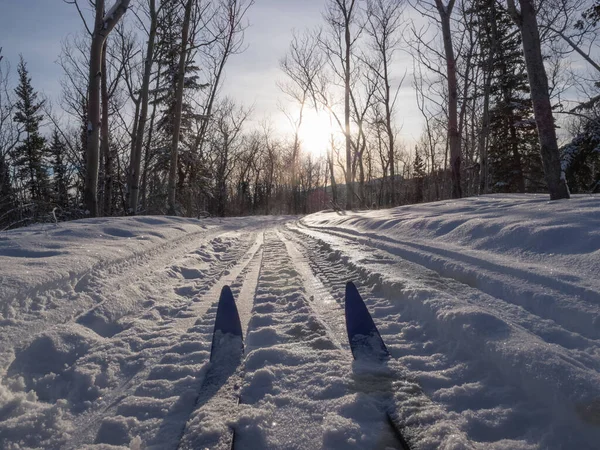 Langlauf Niederwinkelschuss Von Skiern Loipen Durch Sonnigen Winterwald Bei Perfekten — Stockfoto