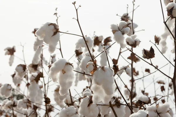 Cotton Field Agriculture Ready Harvest North Carolina Usa — Stock Photo, Image