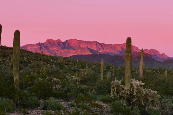 オルガンパイプサボテンのソノラ砂漠国立記念碑 アリゾナ州 アジョ山脈の山々に深夜の太陽の輝き — ストック写真