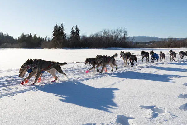 在加拿大育空地区美丽的冬季雪景下 育空地区1000英里国际雪橇赛的犬队竞赛活动 — 图库照片