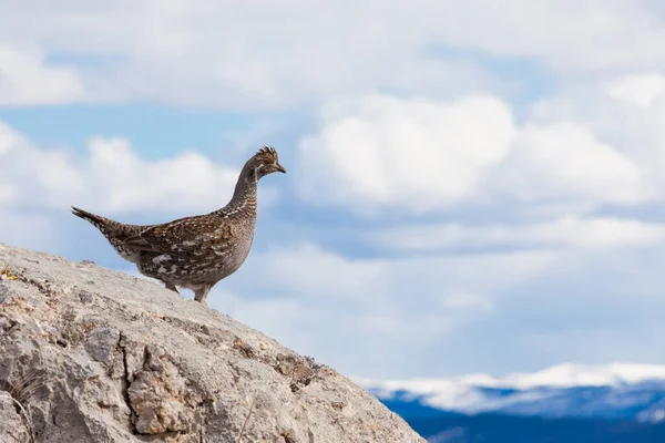 カナダのユーコン準州の岩だらけの露頭 山の風景で不思議なことに見る鳥 ボナサ ウメルス ラッフル グループ — ストック写真