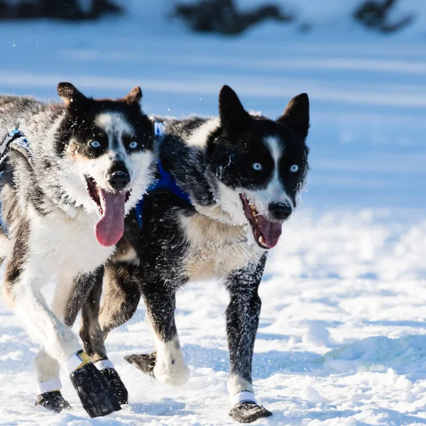 ユーコン準州で横滑りをするシベリアのハスキー Quest 1000 Mile International Sled Dog Race — ストック写真