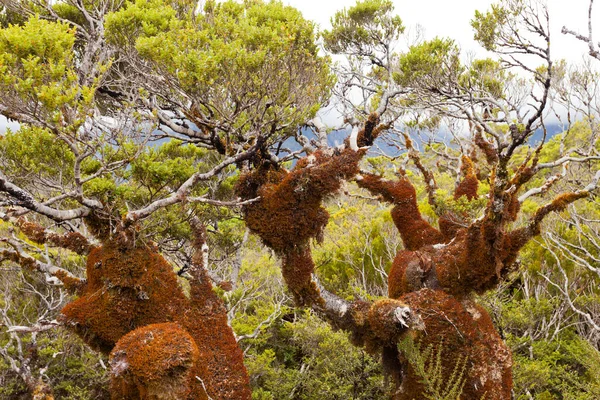 Berg Bokträdskog Regn Fjordland Nationalpark Sydön Nya Zeeland — Stockfoto