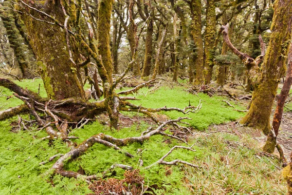 Virgin Mountain Rainforest Wilderness Marlborough Nieuw Zeeland — Stockfoto