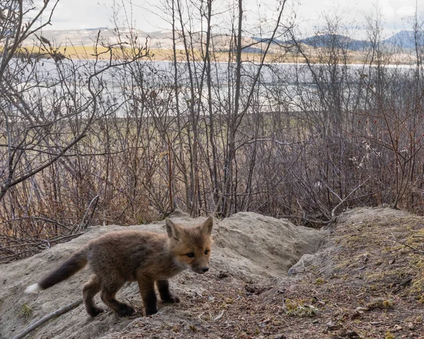 在加拿大育空地区拉伯奇湖的洞穴外 好奇的红狐幼崽秃鹰正在探索洞穴中的洞穴 — 图库照片