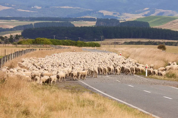 ニュージーランドの別のフィールドにアクセスするために 国の道路を横断する羊毛の羊の群れ — ストック写真