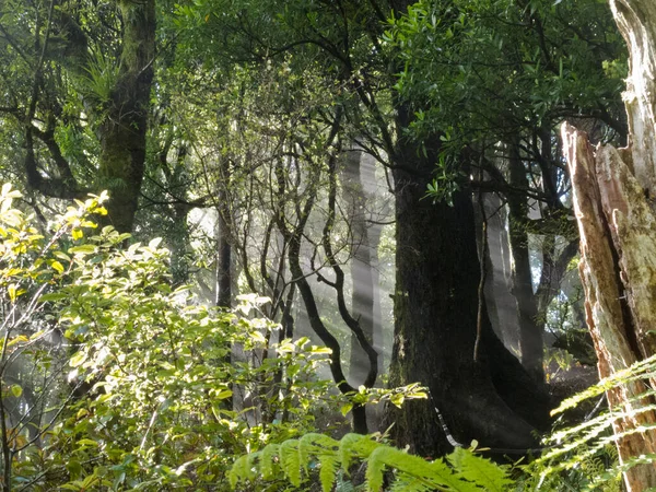 ニュージーランドの亜熱帯熱帯雨林ジャングルの荒野の鬱蒼とした魅惑的な森林に浸透光の日ビーム — ストック写真