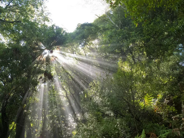 Raios Solares Luz Penetrando Denso Dossel Verde Exuberante Selva Floresta — Fotografia de Stock