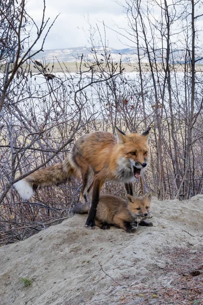 Raposa Vermelha Masculina Vulpes Vulpes Alimentando Rato Matar Para Seu — Fotografia de Stock