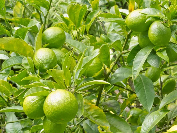 Fechar Uma Boa Colheita Frutos Limão Ainda Verdes Que Crescem — Fotografia de Stock