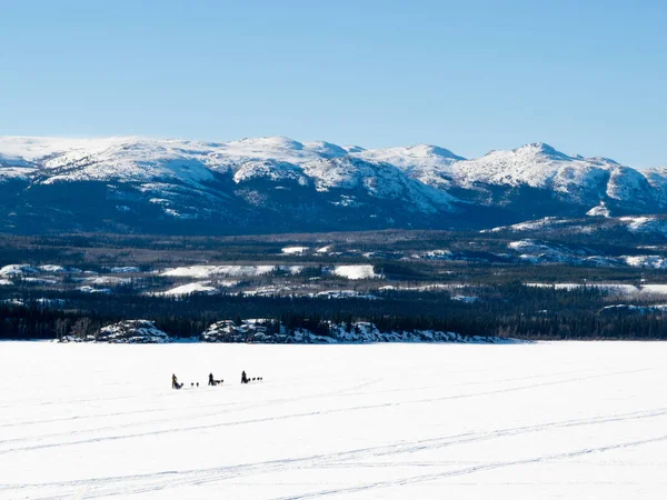 Schlittenhundeteams Auf Dem Zugefrorenen Lake Laberge Freien Verschneite Winterlandschaft Yukon — Stockfoto