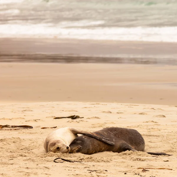 스러운 가슴지느러미의 몸짓으로 모래사장에서 낮잠을 — 스톡 사진