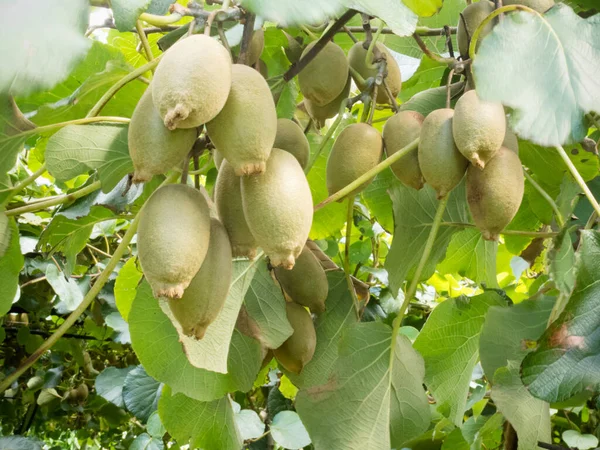 Närbild Odlade Mogen Kiwifruits Actinidia Deliciosa Hänger Tungt Från Vinstockar — Stockfoto
