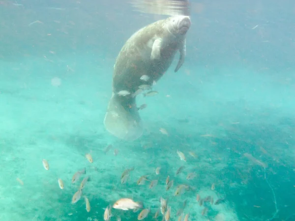 Seekühe Oder Seekühe Trichechus Manatus Meeressäuger Unter Wasser Mit Fischen — Stockfoto