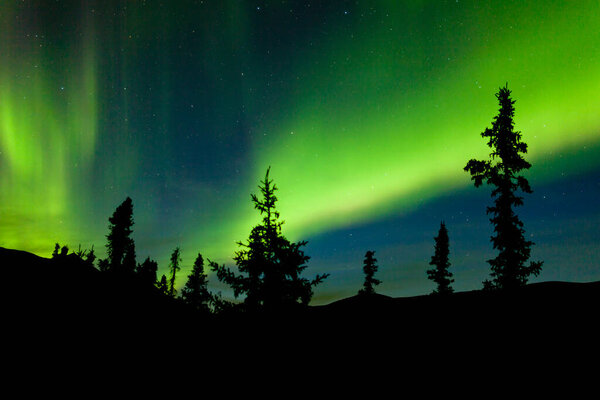 Intense bands of Northern lights or Aurora borealis or Polar lights dancing on night sky over enchanted boreal forest spruce trees of Yukon Territory, Canada