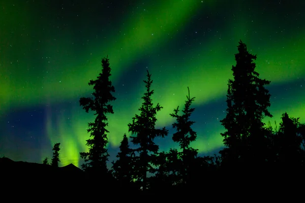 在加拿大育空地区迷人的北方森林云杉树上 密集的北极光或北极光在夜空中翩翩起舞 — 图库照片