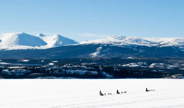 Sled Dog Teams Mushing Frozen Lake Laberge Outdoor Besneeuwd Winterlandschap — Stockfoto