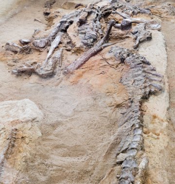 UNESCO Dünya mirası alanı Dinozor İl Parkı, Alberta, AB, Kanada 'daki Hadrosaur' un taşlaşmış fosilleşmiş kemiklerinin arkeolojik kazısı